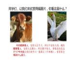 四年级上册第六单元 课文18 牛和鹅课件PPT