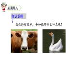 四年级上册第六单元 课文18 牛和鹅课件PPT