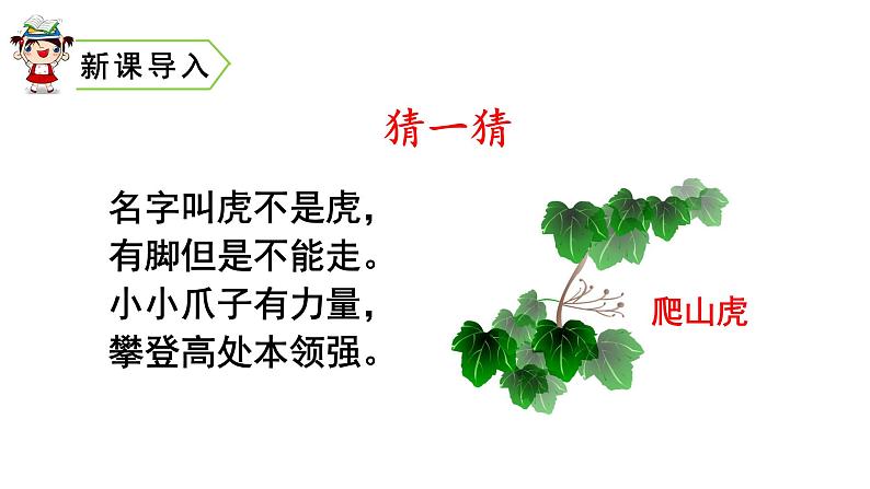 四年级上册语文第三单元 课文10 爬山虎的脚课件PPT02
