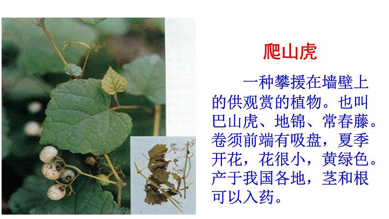 四年级上册语文第三单元 课文10 爬山虎的脚课件PPT04