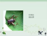 部编版四年级语文上册《蟋蟀的住宅》PPT课文课件 (5)