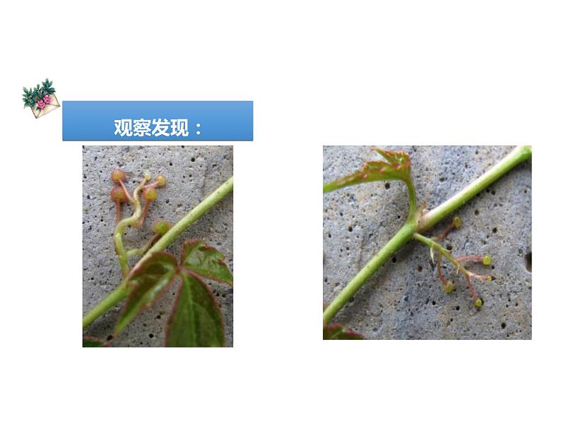 部编版四年级语文上册《爬山虎的脚》PPT优秀课件 (5)第4页