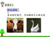 部编版四年级语文上册《牛和鹅》PPT优秀课件 (1)