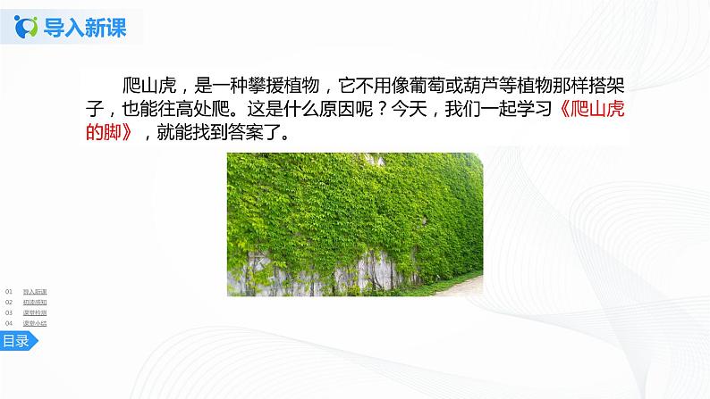 10《爬山虎的脚》第一课时课件+教案+练习03