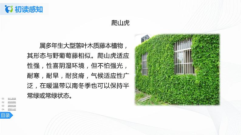 10《爬山虎的脚》第一课时课件+教案+练习06