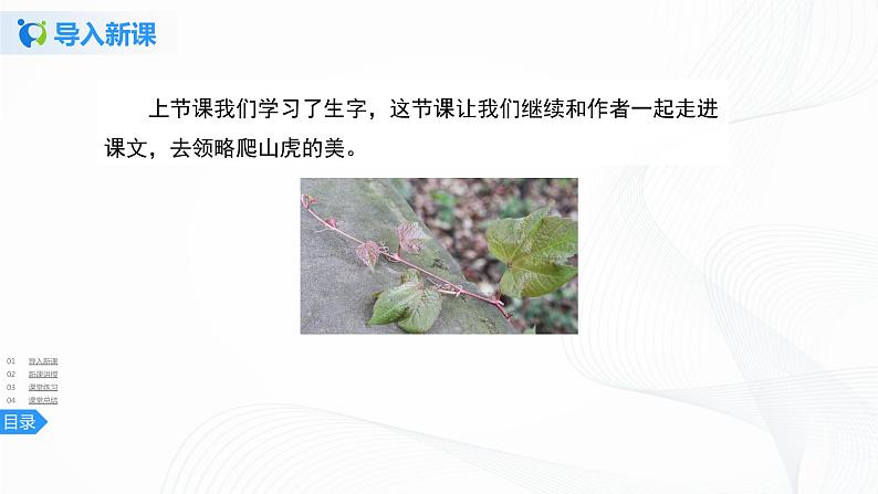 10《爬山虎的脚》第二课时课件+教案+练习03