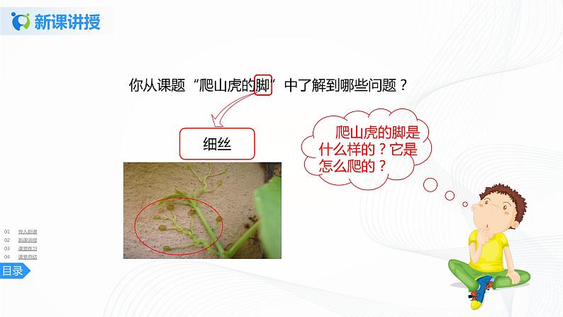 10《爬山虎的脚》第二课时课件+教案+练习05