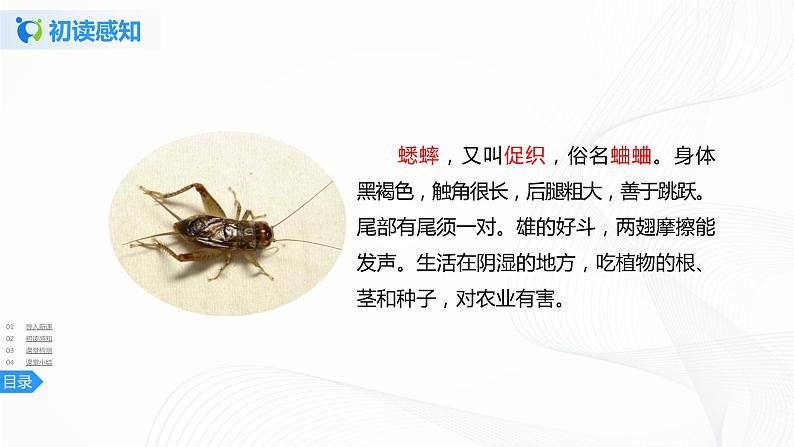 11《蟋蟀的住宅》第一课时课件第7页