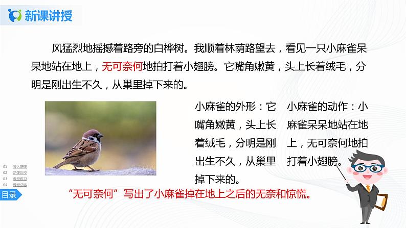 16《麻雀》第二课时课件+教案+练习08
