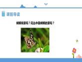 人教部编版四年级上册语文-8.蝴蝶的家  精品课件、精品教案和课堂达标