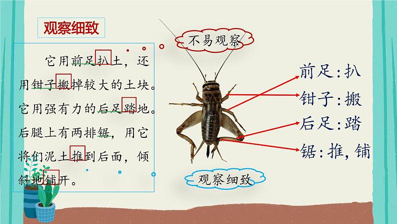 部编版语文四年级上册第3单元11蟋蟀的住宅课件PPT05