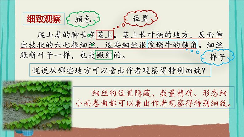 部编版语文四年级上册第3单元10爬山虎的脚课件PPT第2页
