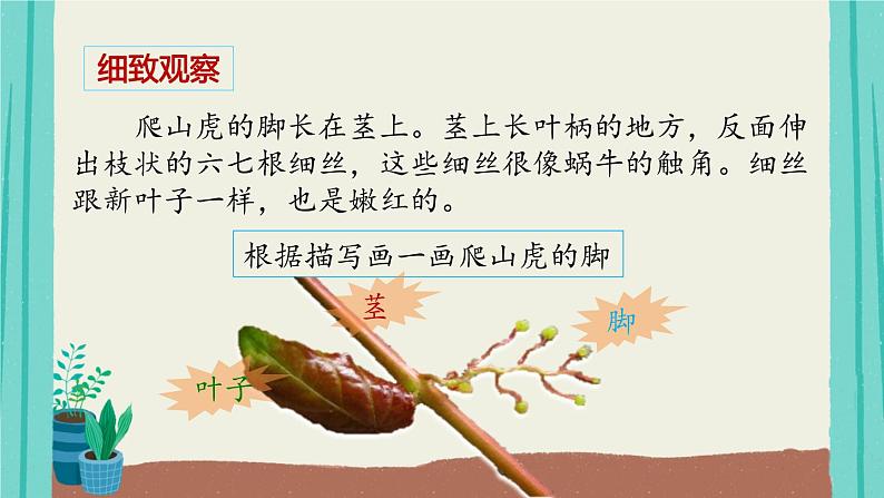 部编版语文四年级上册第3单元10爬山虎的脚课件PPT第3页
