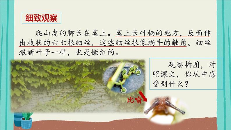 部编版语文四年级上册第3单元10爬山虎的脚课件PPT第4页
