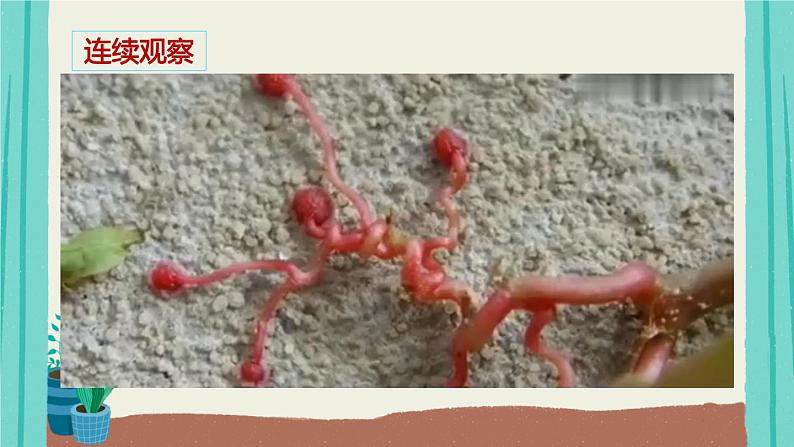 部编版语文四年级上册第3单元10爬山虎的脚课件PPT第6页