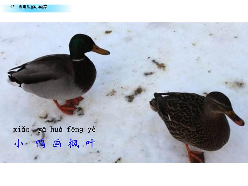 部编版一年级语文上册第八单元《雪地里的小画家》第二课时 课件.pptx第5页