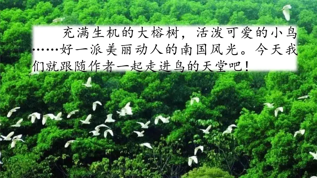 部编版五年级语文 上册 23 课鸟的天堂课件PPT第1页