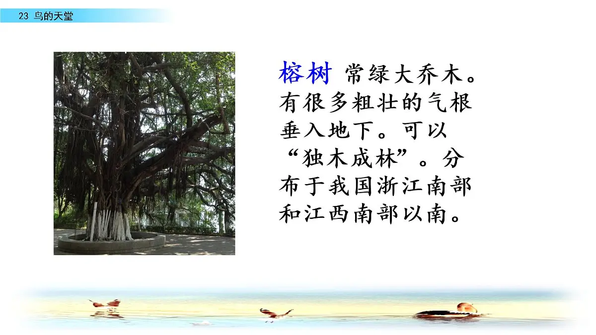 部编版五年级语文 上册 23 课鸟的天堂课件PPT第2页