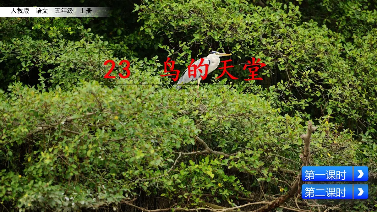部编版五年级语文 上册 23 课鸟的天堂课件PPT第3页