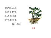 五年级上册第一单元 课文2 落花生课件PPT