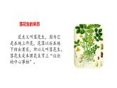 五年级上册第一单元 课文2 落花生课件PPT