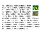 五年级上册第一单元 课文2 落花生课件PPT