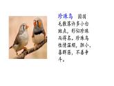 五年级上册第一单元 课文4 珍珠鸟课件PPT