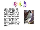 五年级上册第一单元 课文4 珍珠鸟课件PPT