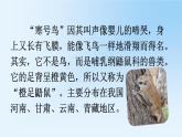 人教部编版二年级语文上册第五单元《寒号鸟》课件