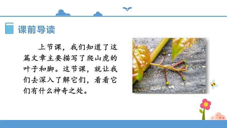 人教部编版四年级上册语文-10爬山虎的脚  精品课件、精品教案和课堂达标03