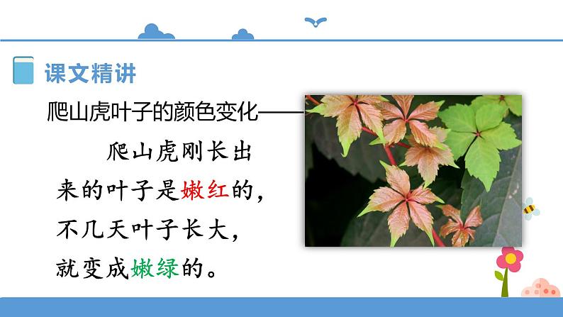 人教部编版四年级上册语文-10爬山虎的脚  精品课件、精品教案和课堂达标05
