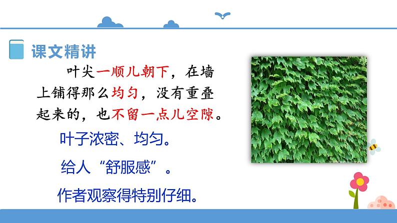 人教部编版四年级上册语文-10爬山虎的脚  精品课件、精品教案和课堂达标06