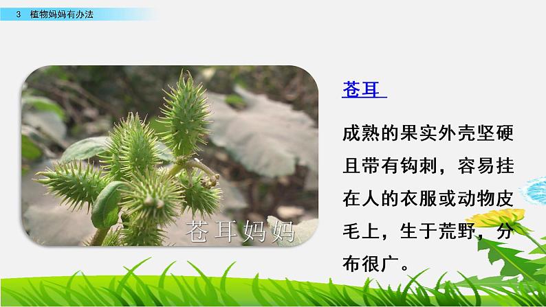 人教部编版二年级语文上册第一单元《植物妈妈有办法》教学课件第4页