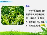 人教部编版二年级语文上册第一单元《植物妈妈有办法》教学课件