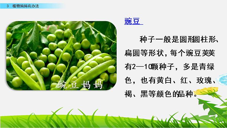 人教部编版二年级语文上册第一单元《植物妈妈有办法》教学课件第5页