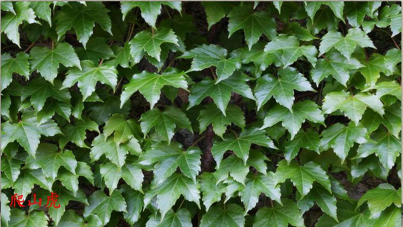 人教部编版四年级上册语文 《爬山虎的脚》课件03