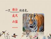 人教部编版四年级上册语文 第六单元《一只窝囊的大老虎》课件