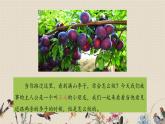 人教部编版四年级上册语文 第八单元《王戎不取道旁李》课件