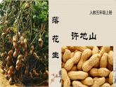 人教部编版五年级上册语文《落花生》课件