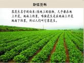 人教部编版五年级上册语文《落花生》课件