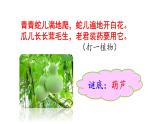 二年级上册语文课件－14 我要的是葫芦 ｜人教（部编版） (共36张PPT)