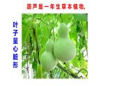二年级上册语文课件－14 我要的是葫芦 ｜人教（部编版） (共36张PPT)