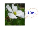二年级上册语文课件－14 我要的是葫芦 ｜人教（部编版） (共36张PPT)
