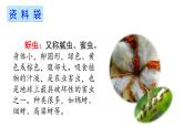 二年级上册语文课件－14 我要的是葫芦 ｜人教（部编版） (共36张PPT)