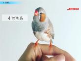 人教部编版语文五年级上册4 珍珠鸟课件PPT
