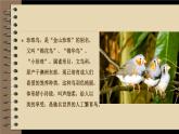 人教部编版语文五年级上册4 珍珠鸟课件PPT