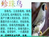 部编版五年级上册语文课件-《珍珠鸟》_人教部编版(共58张PPT)
