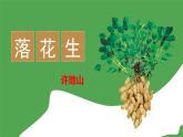 2021年部编版五年级上册《落花生》课件