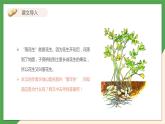 2021年部编版五年级上册《落花生》课件