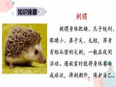 2021-2022人教部编版三年级语文上册第七单元 带刺的朋友课件PPT
